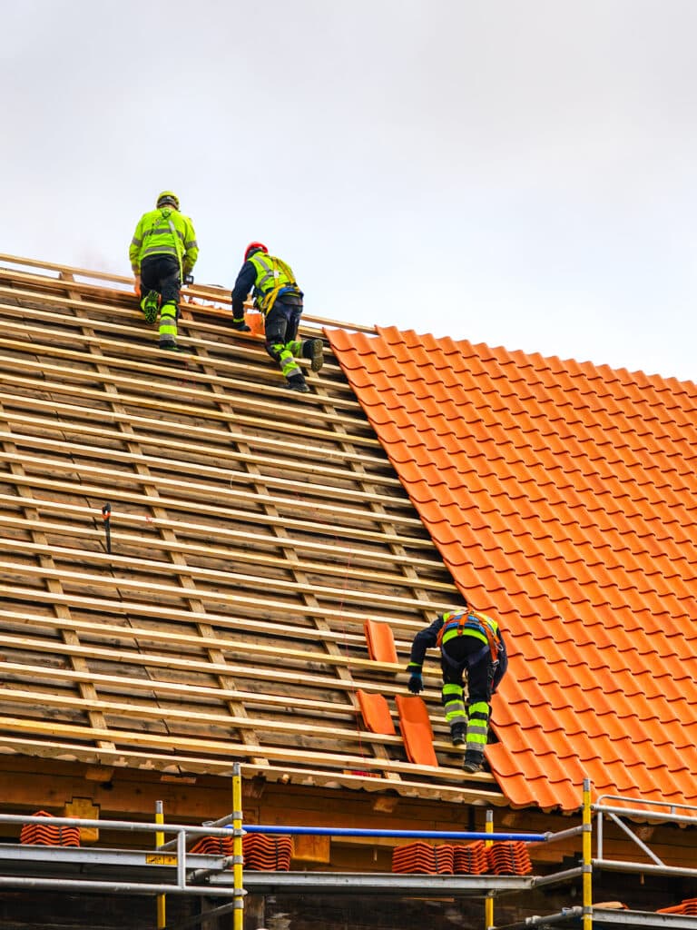 Couvreurs professionnels : pose de tuiles de toiture Trois couvreurs installent des tuiles de terre cuite orange sur une toiture en rénovation, sécurisés par des harnais.